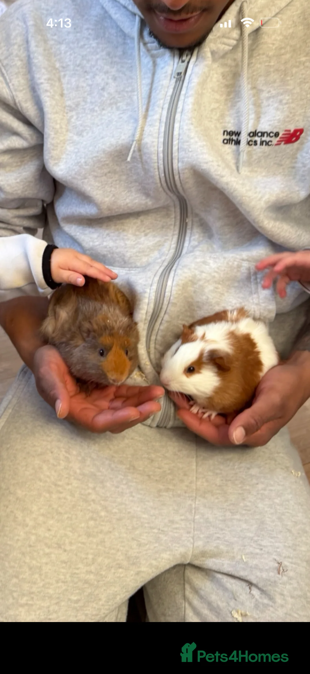 Guinea Pig rodents for sale: Guinea pigs in London - Advert 2
