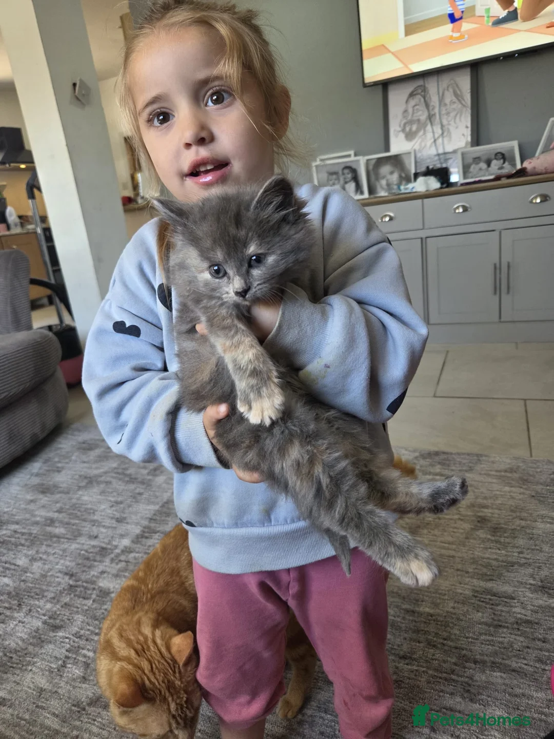 Maine Coon cats for sale: Maincoon x British short hair  - Advert 1