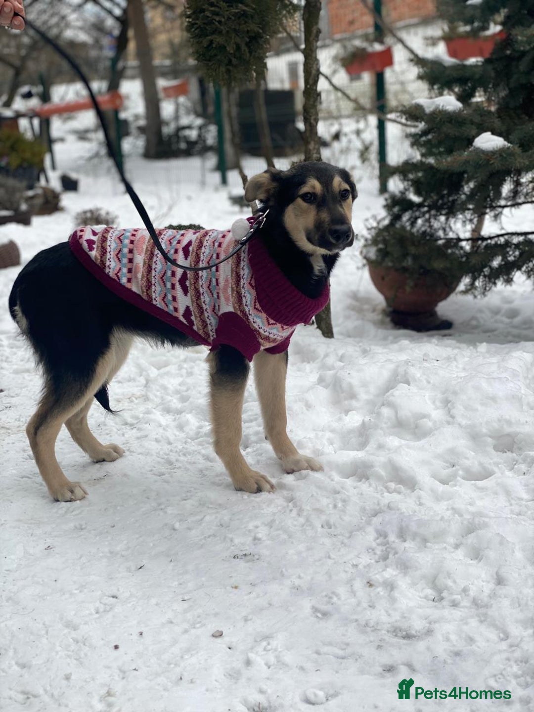 Mixed Breed dogs for adoption: ❤️ZITA&GITA❤️ – Together or Separately - Advert 17