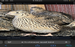Quail poultry for sale: Chinese quail birds - Advert 1