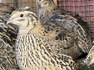 Quail poultry Chinese quail birds - Advert 4