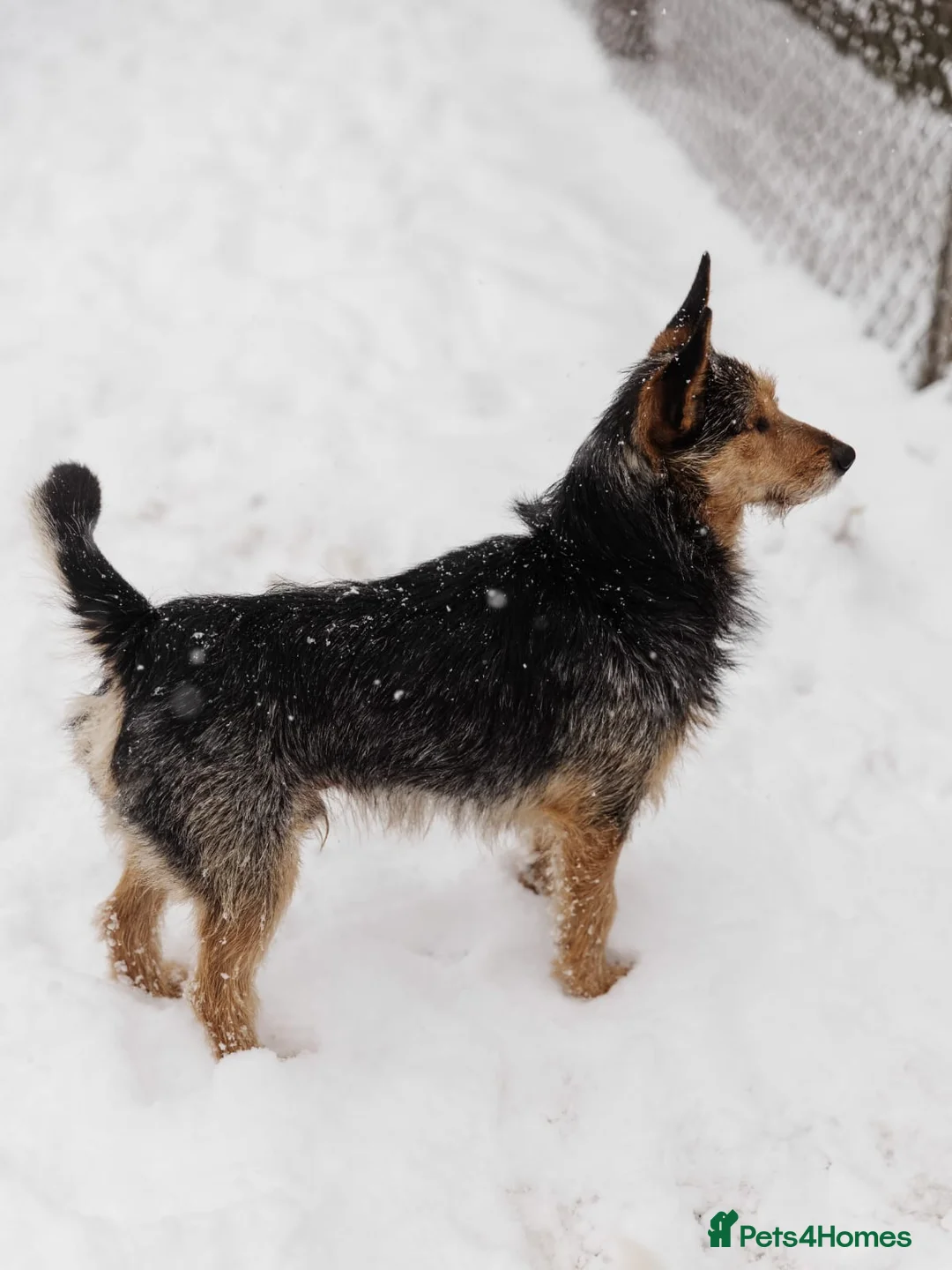 Mixed Breed dogs for adoption: 💙🐶 CHAPPY – a gentle heart who trusts 🐶💙 - Advert 10