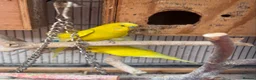 Budgerigars birds for sale: Budgies breeding pair  - Advert 4