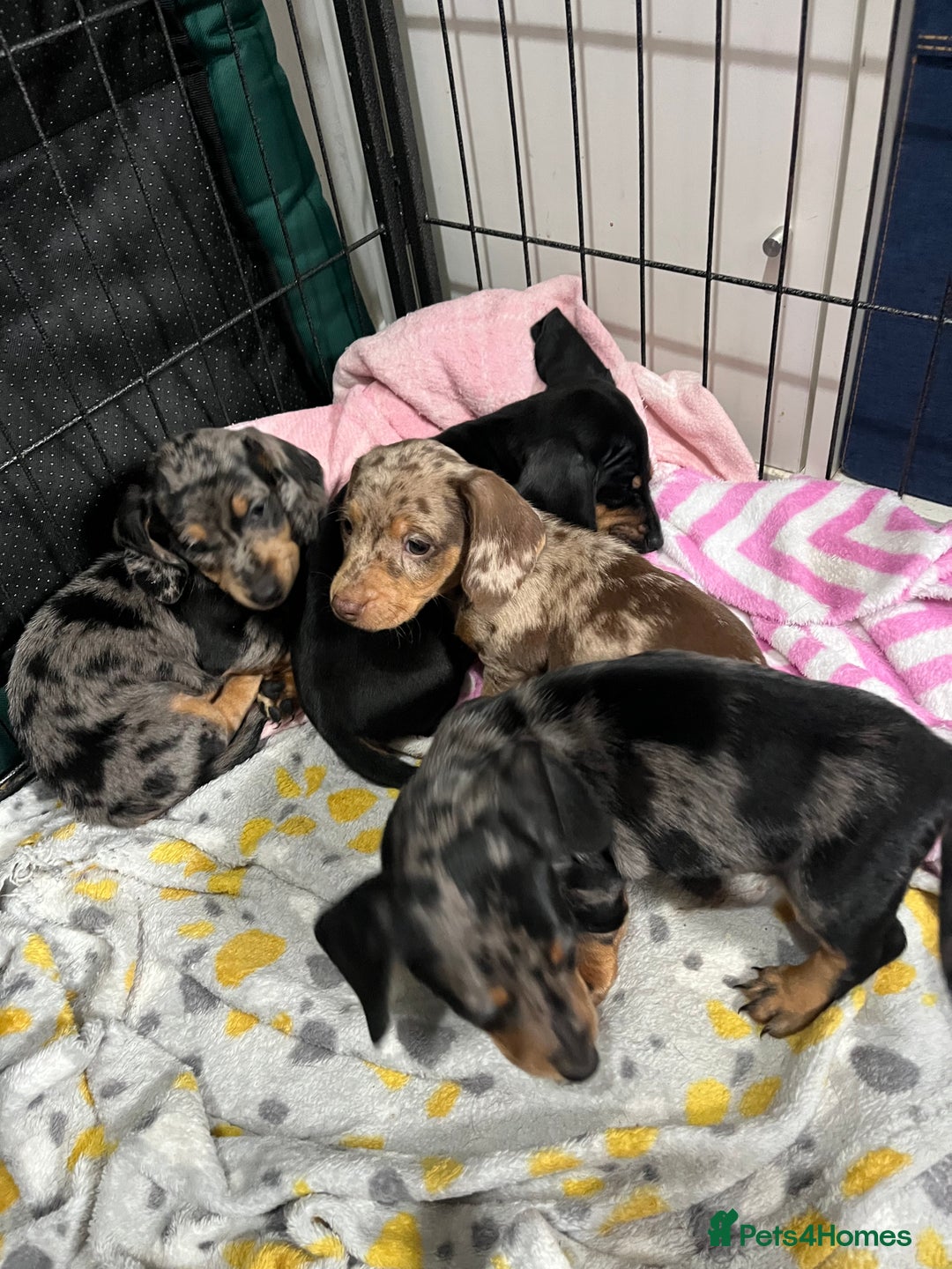Miniature Dachshund dogs for sale: Stunning miniature dachshund puppies  - Image 26