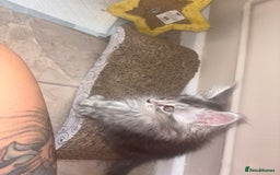Maine Coon cats for sale: Beautiful Maine coon kittens TICA registered  - Image 9