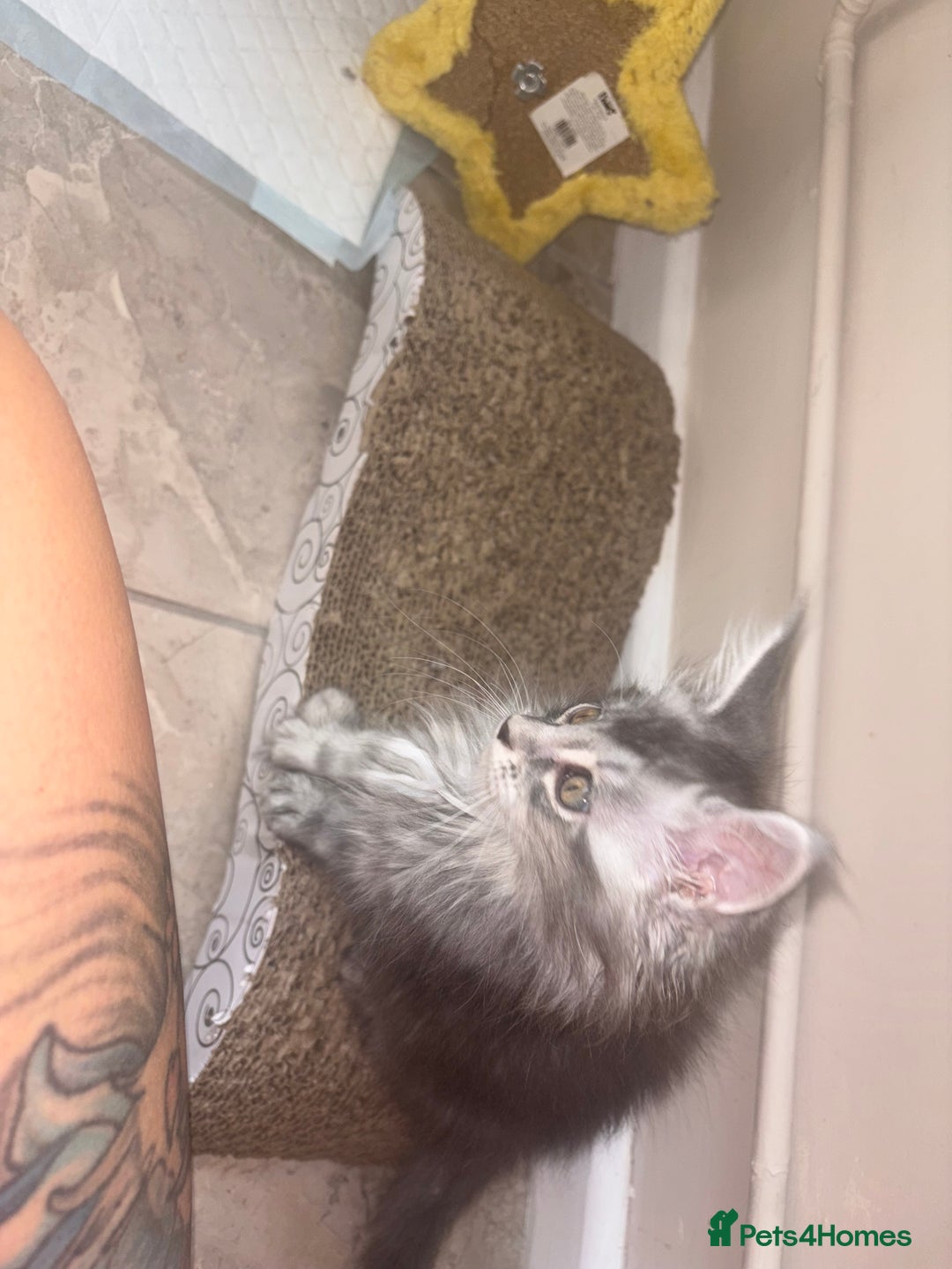 Maine Coon cats for sale: Beautiful Maine coon kittens TICA registered  - Image 9