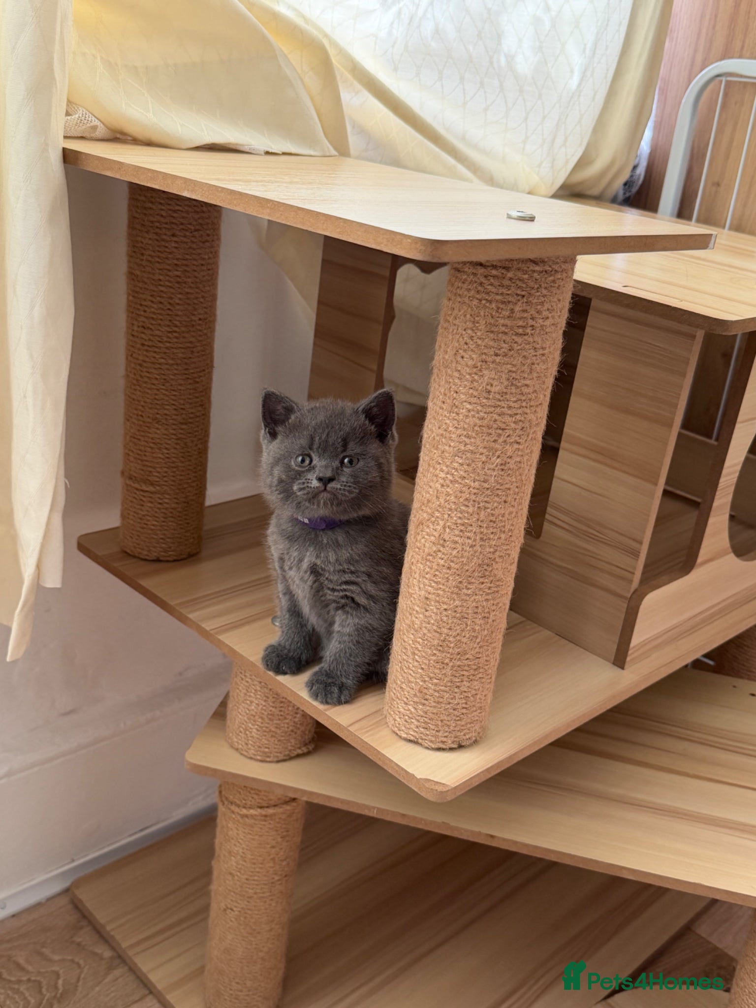 British Shorthair cats Beautiful British Shorthair - Advert 1