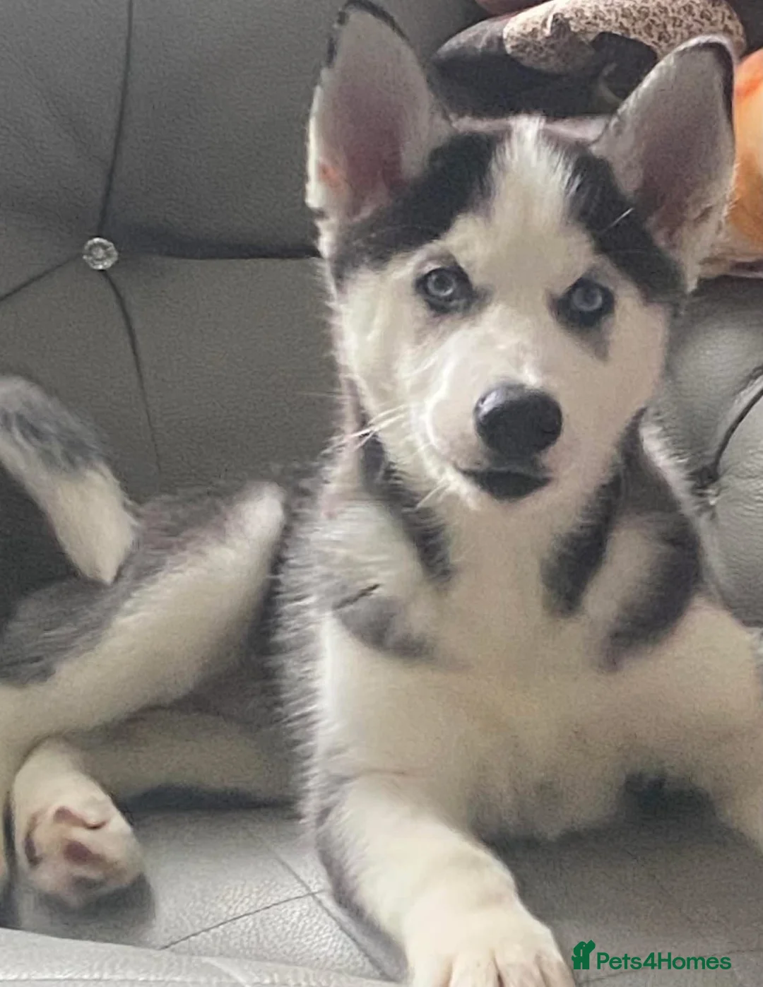 Siberian Husky dogs for sale: Siberian husky  - Advert 4