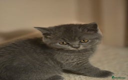 British Shorthair cats for sale: British shorthair  - Image 27