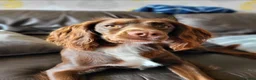 Cocker Spaniel dogs for sale: Two beautiful Cocker boys in Uttoxeter - Advert 14