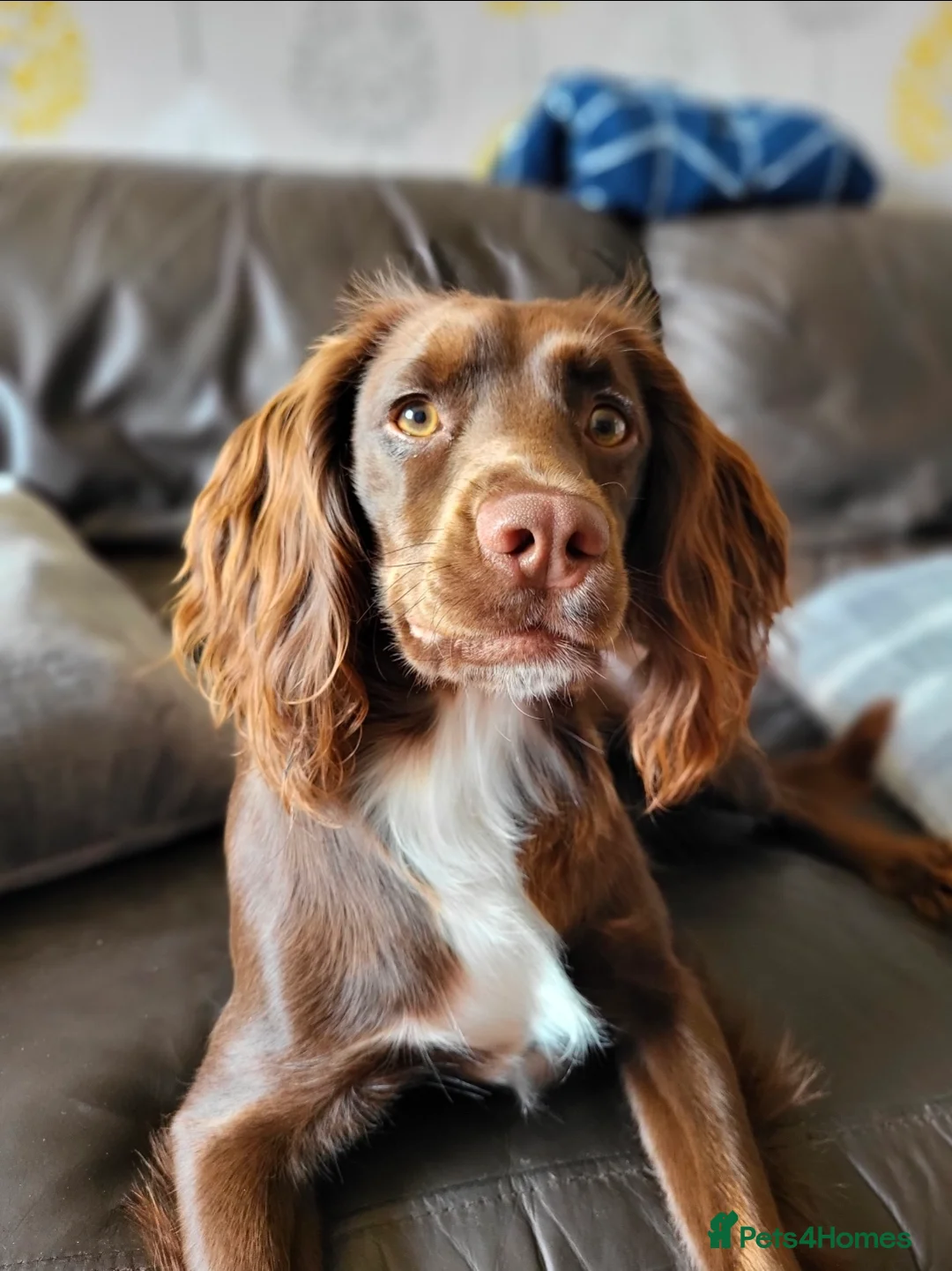 Cocker Spaniel dogs for sale: Two beautiful Cocker boys in Uttoxeter - Advert 14