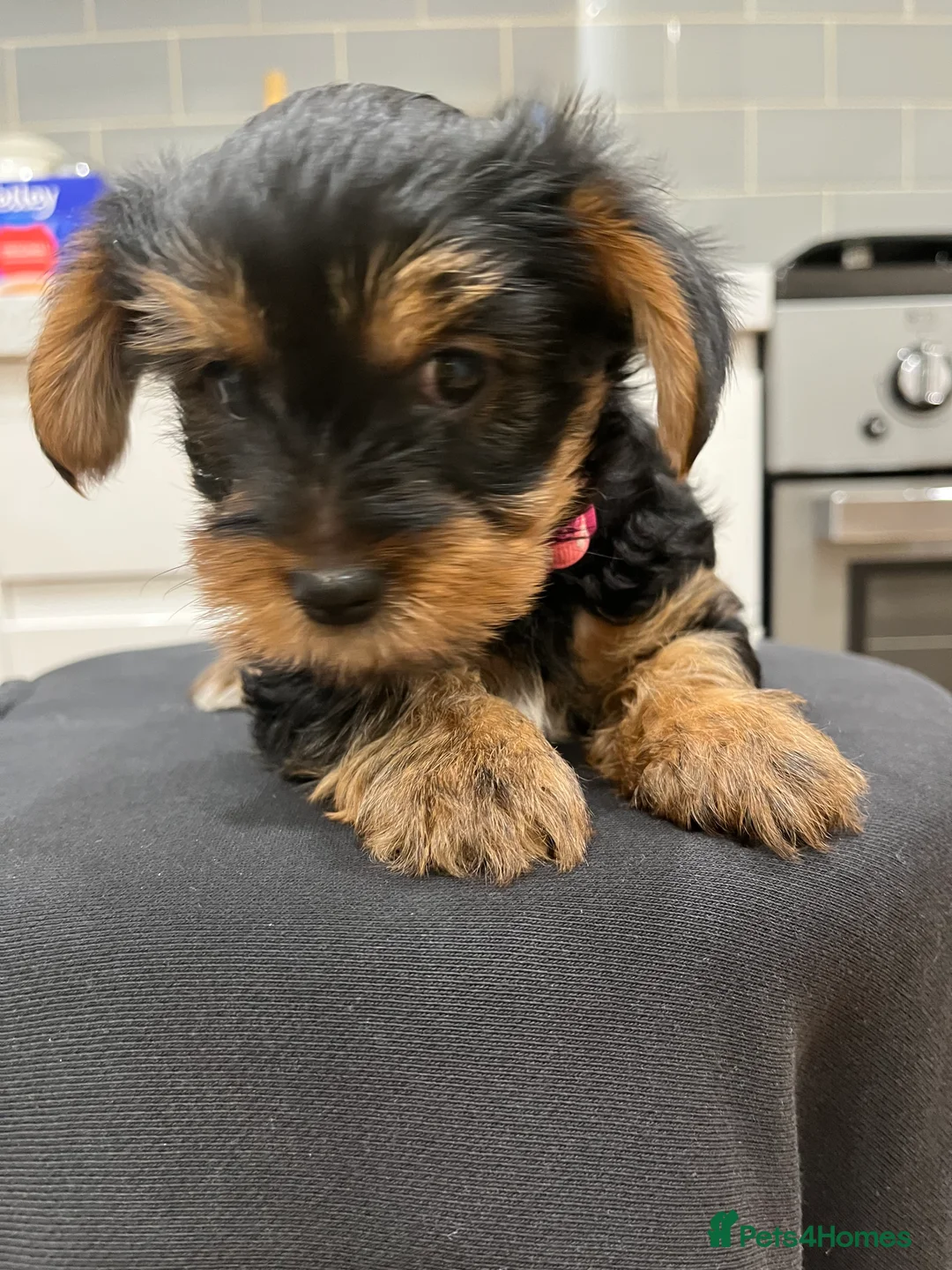 Yorkshire Terrier dogs for sale: READY NOW !! MINI YORKSHIRE TERRIERS FOR SALE - Advert 23