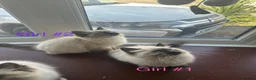 Ragdoll cats for sale: Stunning ragdoll girls for sale  in Grays - Advert 9