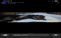 Cocker Spaniel dogs for stud: KC registered Cocker Spaniel Striker for stud - Image 14