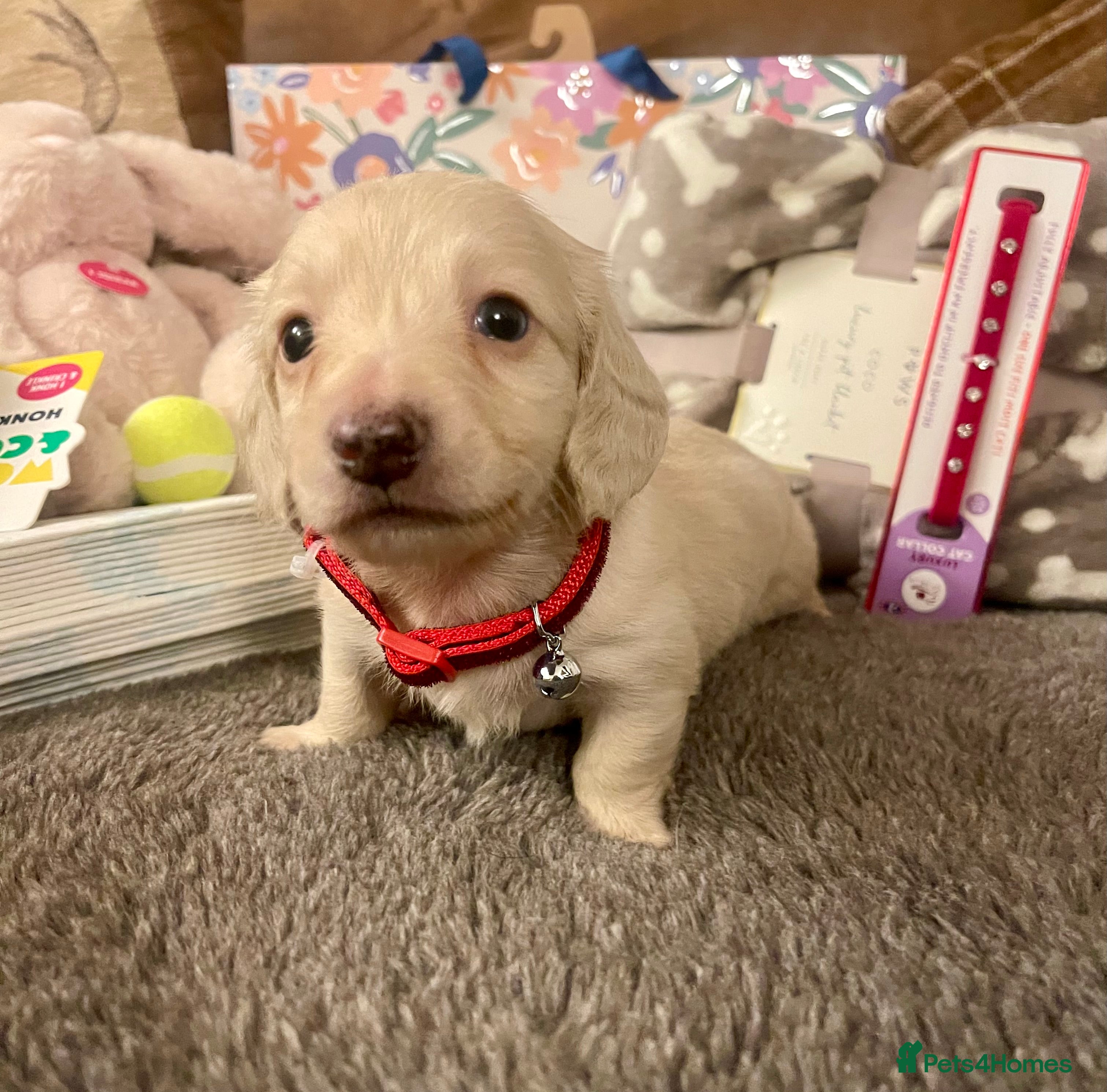 Miniature Dachshund dogs Kc pra clear mini long dachshund pups - Advert 4