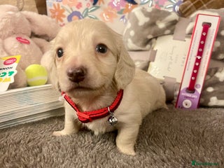 Miniature Dachshund dogs Kc pra clear mini long dachshund pups - Advert 18