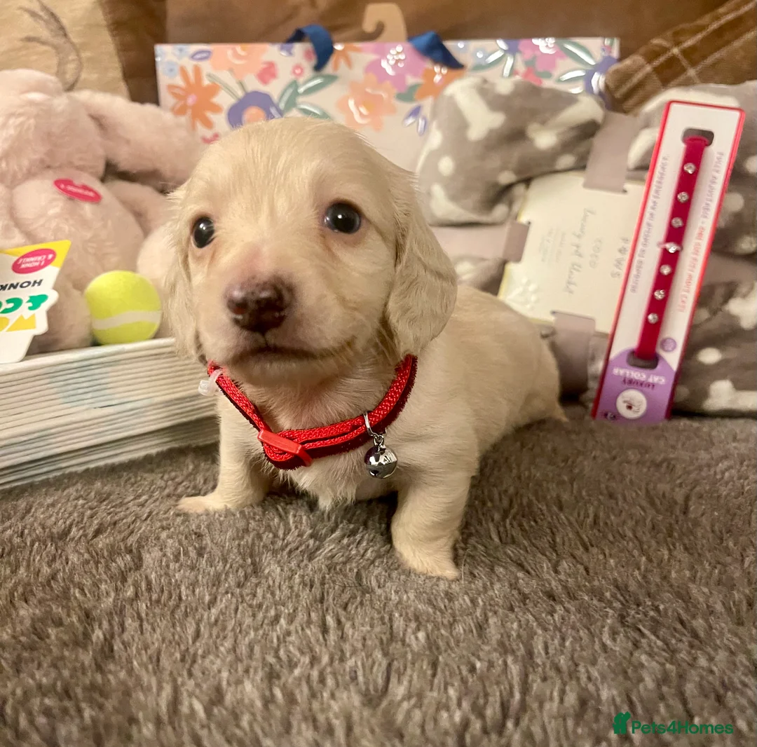 Miniature Dachshund dogs for sale: Kc pra clear mini long dachshund pups - Advert 4