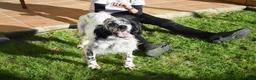 English Setter dogs for adoption: Koi   - Advert 6