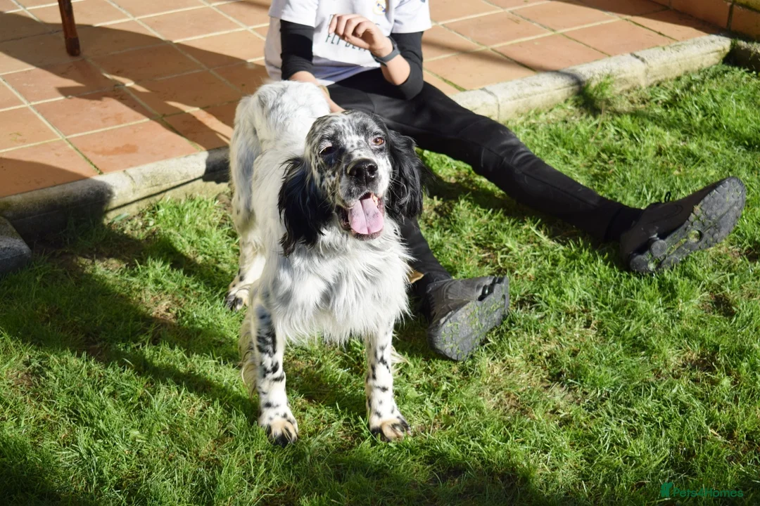 English Setter dogs for adoption: Koi   - Advert 6
