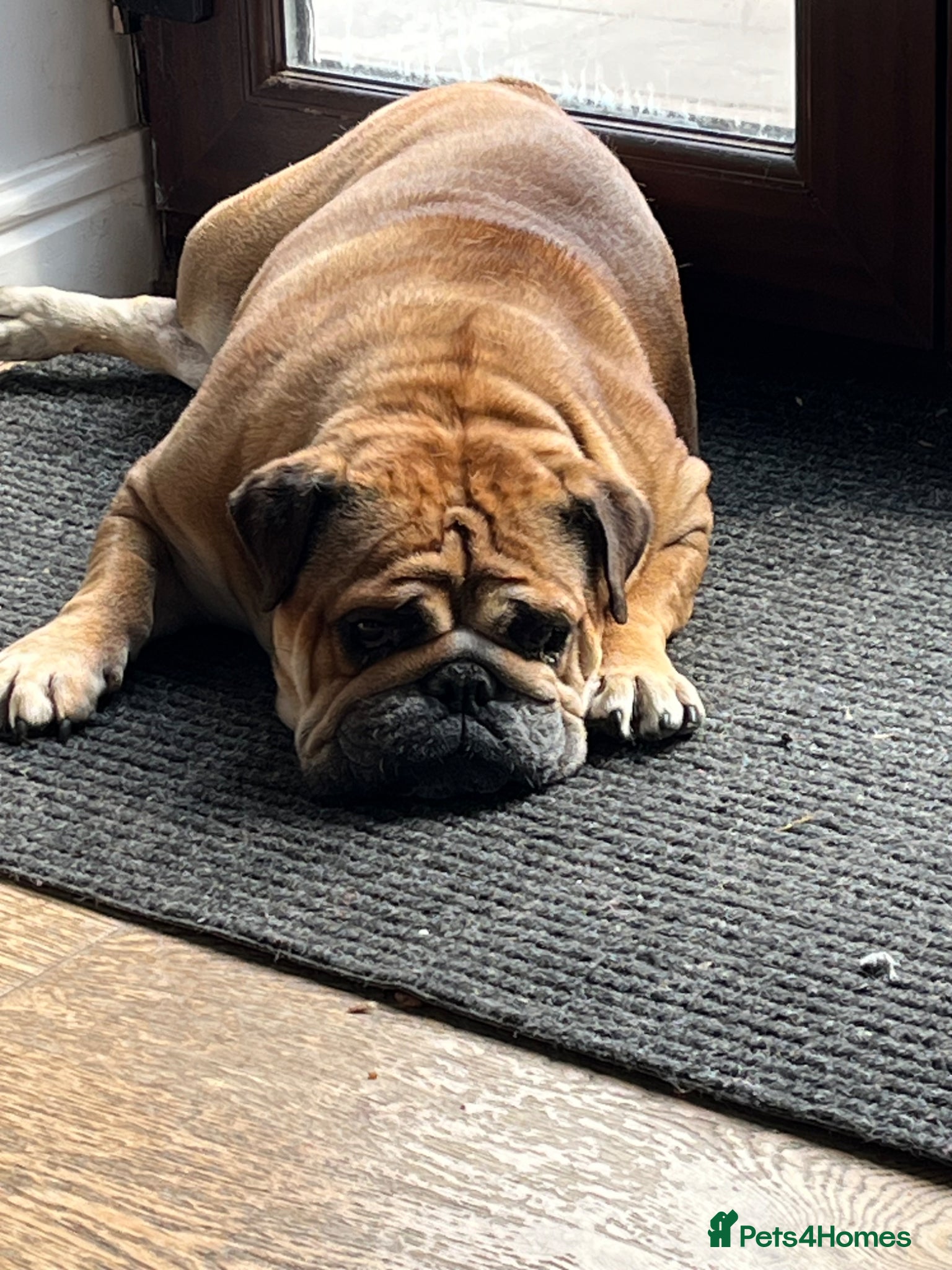 English Bulldog dogs red and white bulldog pupps  - Advert 2