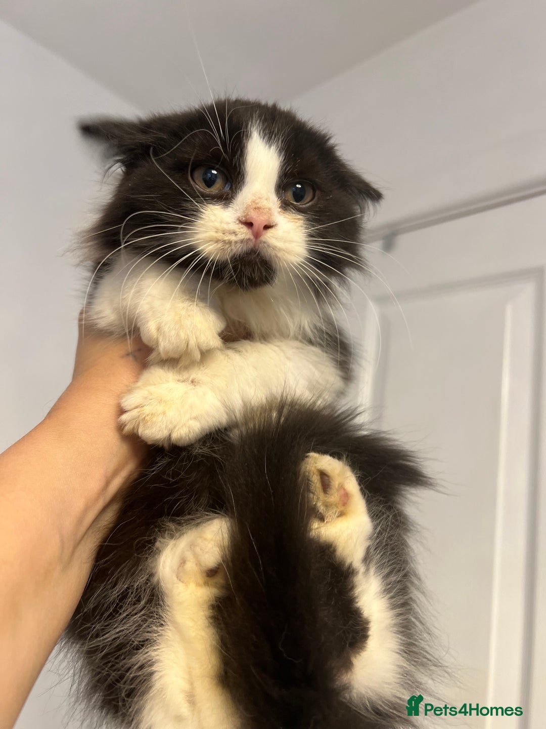 British Shorthair cats for sale: British short hair mixed kittens  - Image 14