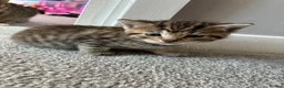 Mixed Breed cats for sale: 4 beautiful kittens  in Godalming - Advert 2