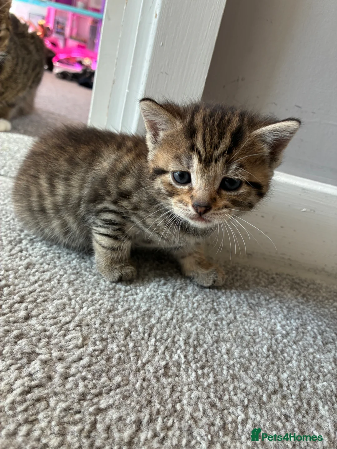 Mixed Breed cats for sale: 4 beautiful kittens  in Godalming - Advert 2