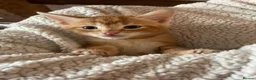 Mixed Breed cats for sale: Beautiful Family-Raised Kittens in Oswestry - Advert 24