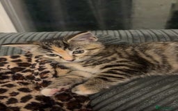 Domestic Shorthair cats for sale: 🐾 Adorable Kitten Looking for a Loving Home 🐾 - Image 4