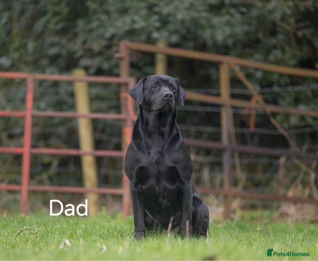Labrador Retriever dogs for sale: 8 beautiful chunky black KC registered puppies - Advert 31