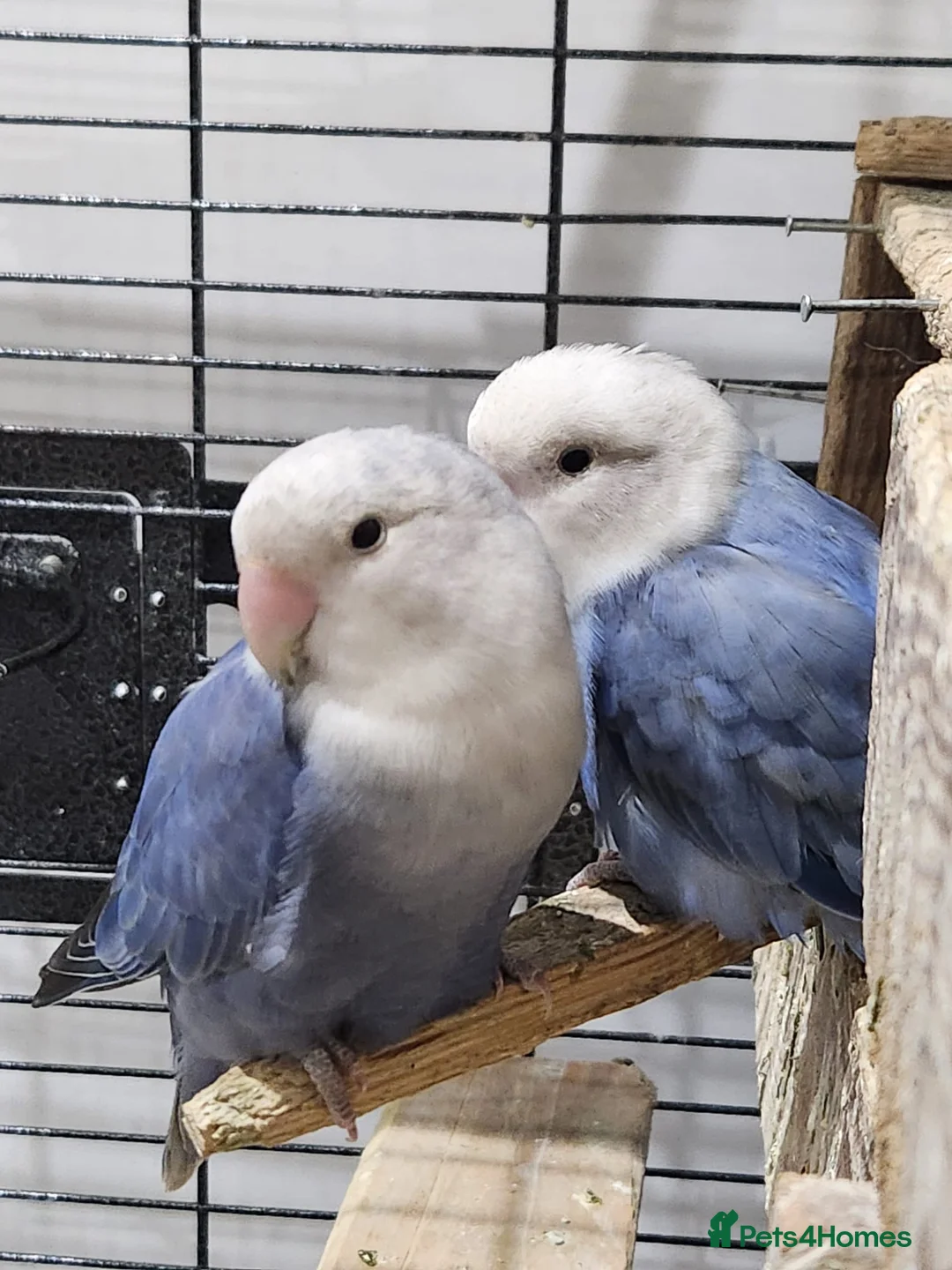 Lovebirds birds for sale: Beautiful couple lovebirds  - Advert 2