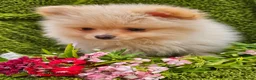 Pomeranian dogs for sale: Cream/peach pomeranian puppies - Advert 1