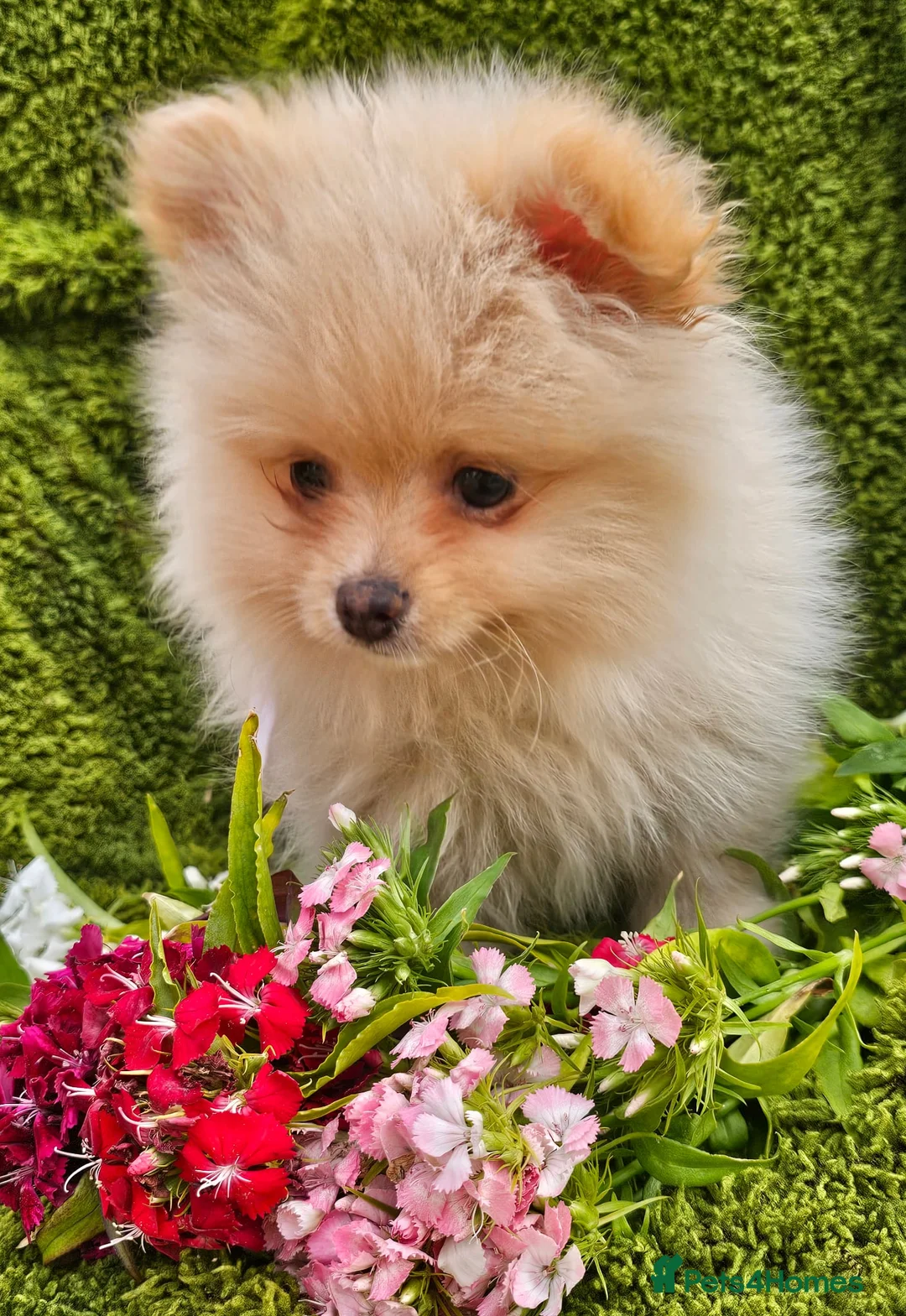 Pomeranian dogs for sale: Cream/peach pomeranian puppies - Advert 1