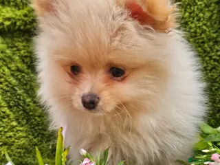 Pomeranian dogs Cream & white pomeranian puppies - Advert 1