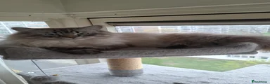 Ragdoll cat male 