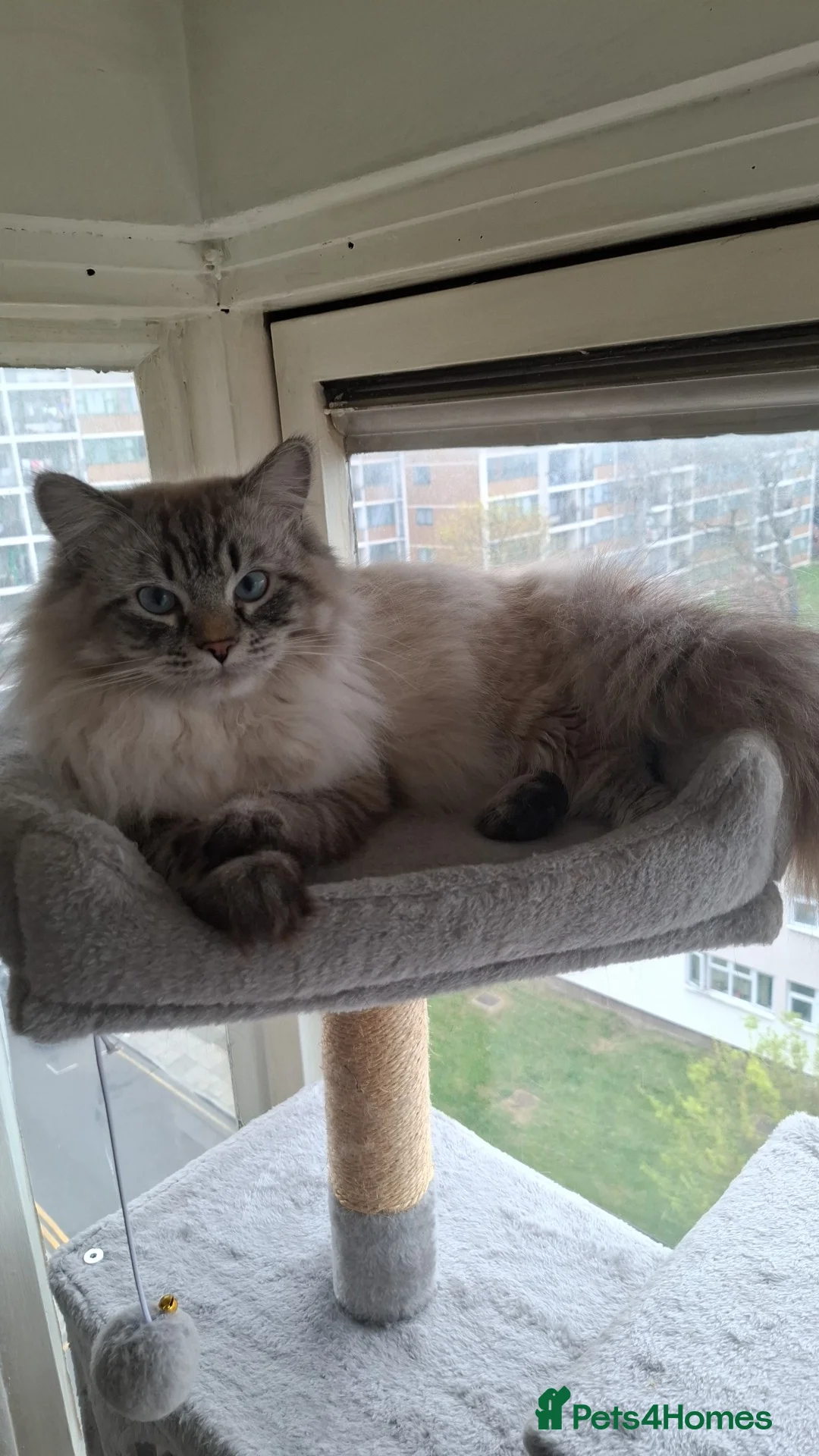 Ragdoll cats for sale: Male ragdoll in London - Advert 2