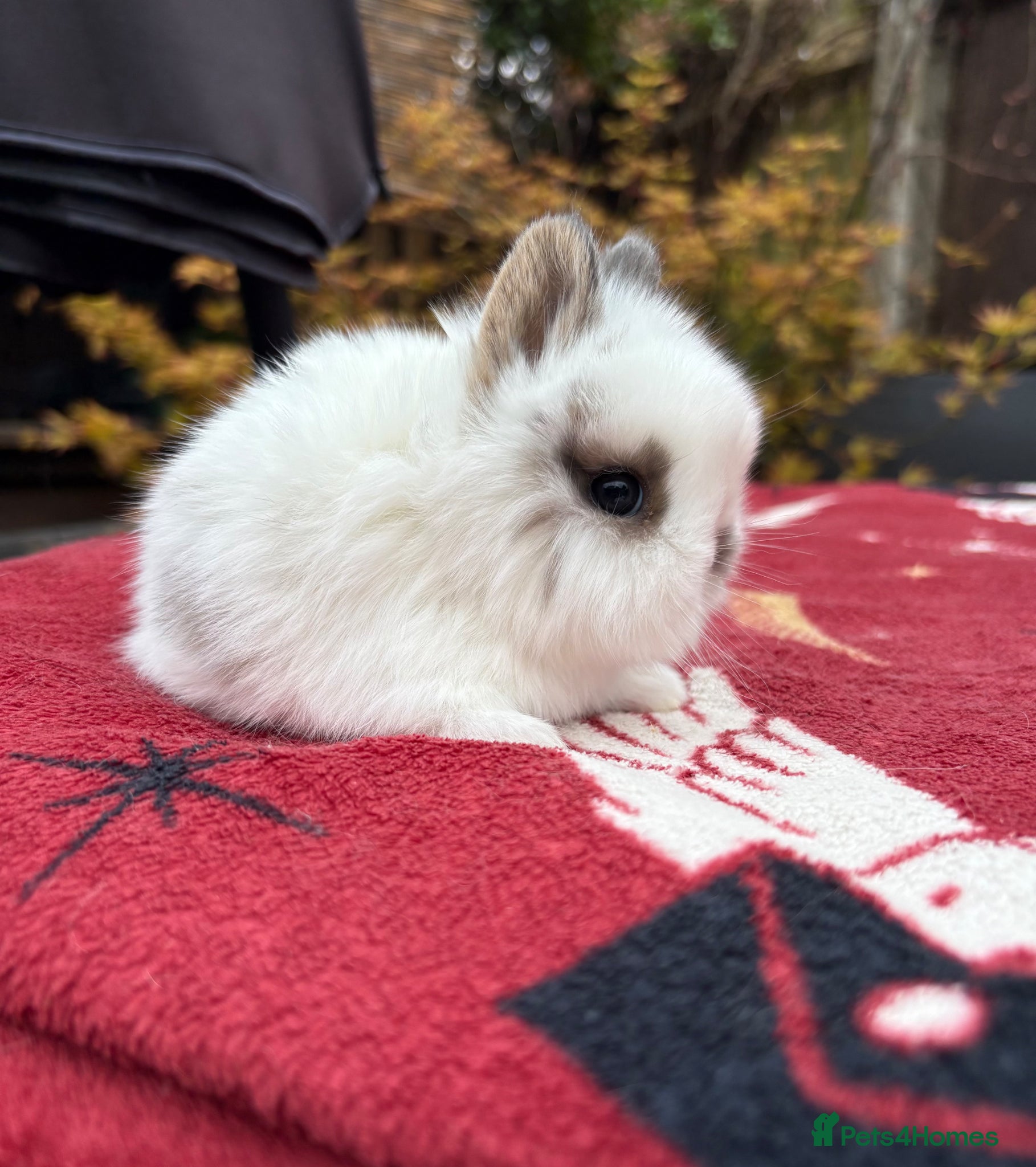 Netherland Dwarf rabbits Netherland dwarf boys for sale  - Advert 10
