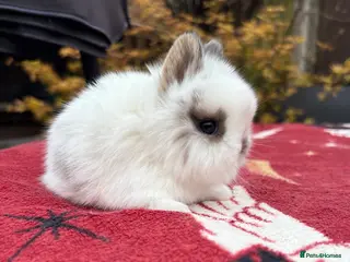Netherland Dwarf rabbits Netherland dwarf boys for sale - Advert 10