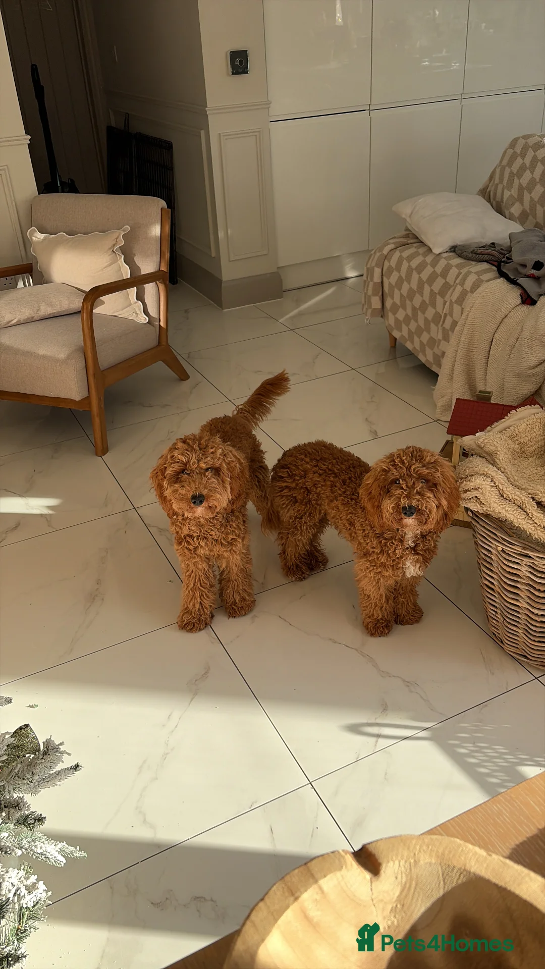Cockapoo dogs for sale: Two Cockapoo (9 month)  - Advert 20