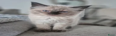 Ragdoll 2