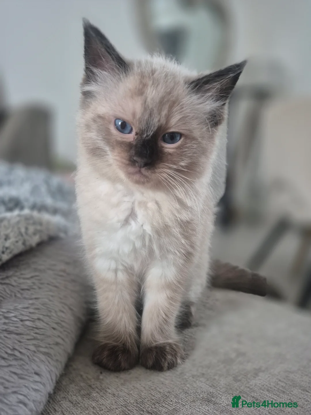 Ragdoll cats for sale: Pure Ragdoll KIttens - Advert 7