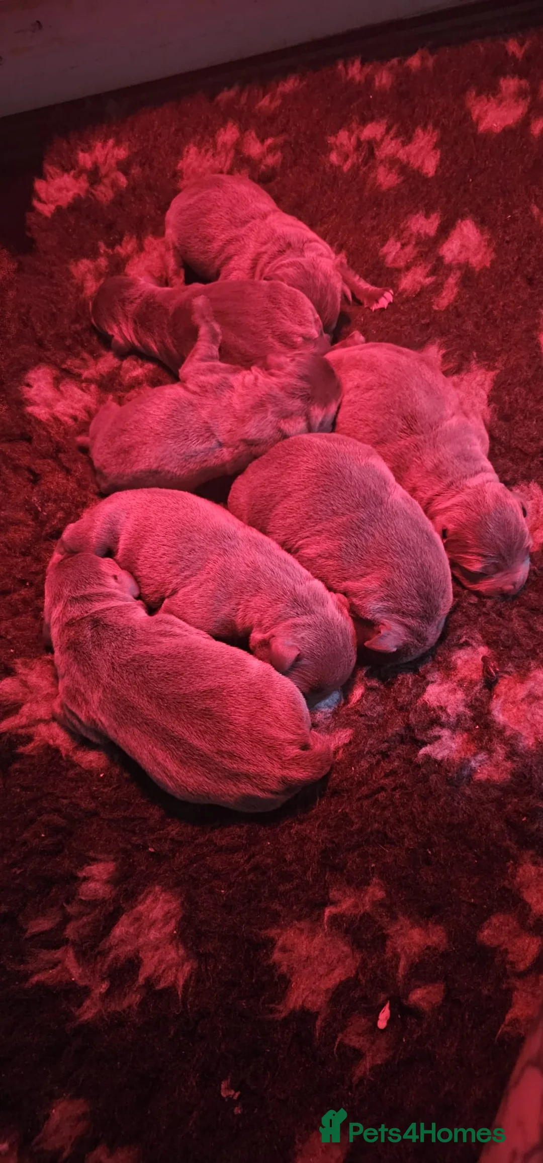 Staffordshire Bull Terrier dogs for stud: Stud  in Godalming - Advert 2