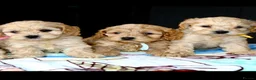 Cockapoo dogs for sale: ✨💥 Absolutly stunning Cockerpoo pups ready soon✨ - Advert 13