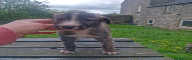 Lurcher Puppy 1