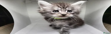 Maine Coon 4 Lime Green Collar Sold.