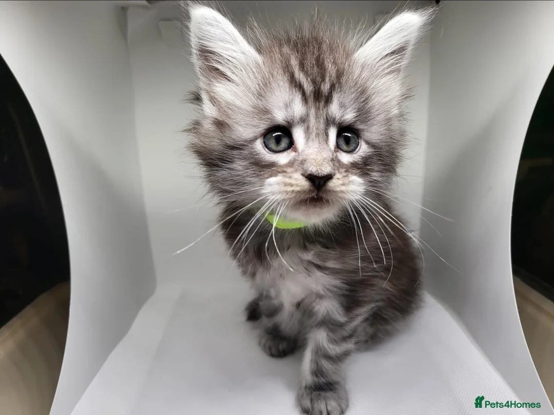 Maine Coon cats for sale: Maine Coon Kittens For Sale (Ready Soon) - Advert 2
