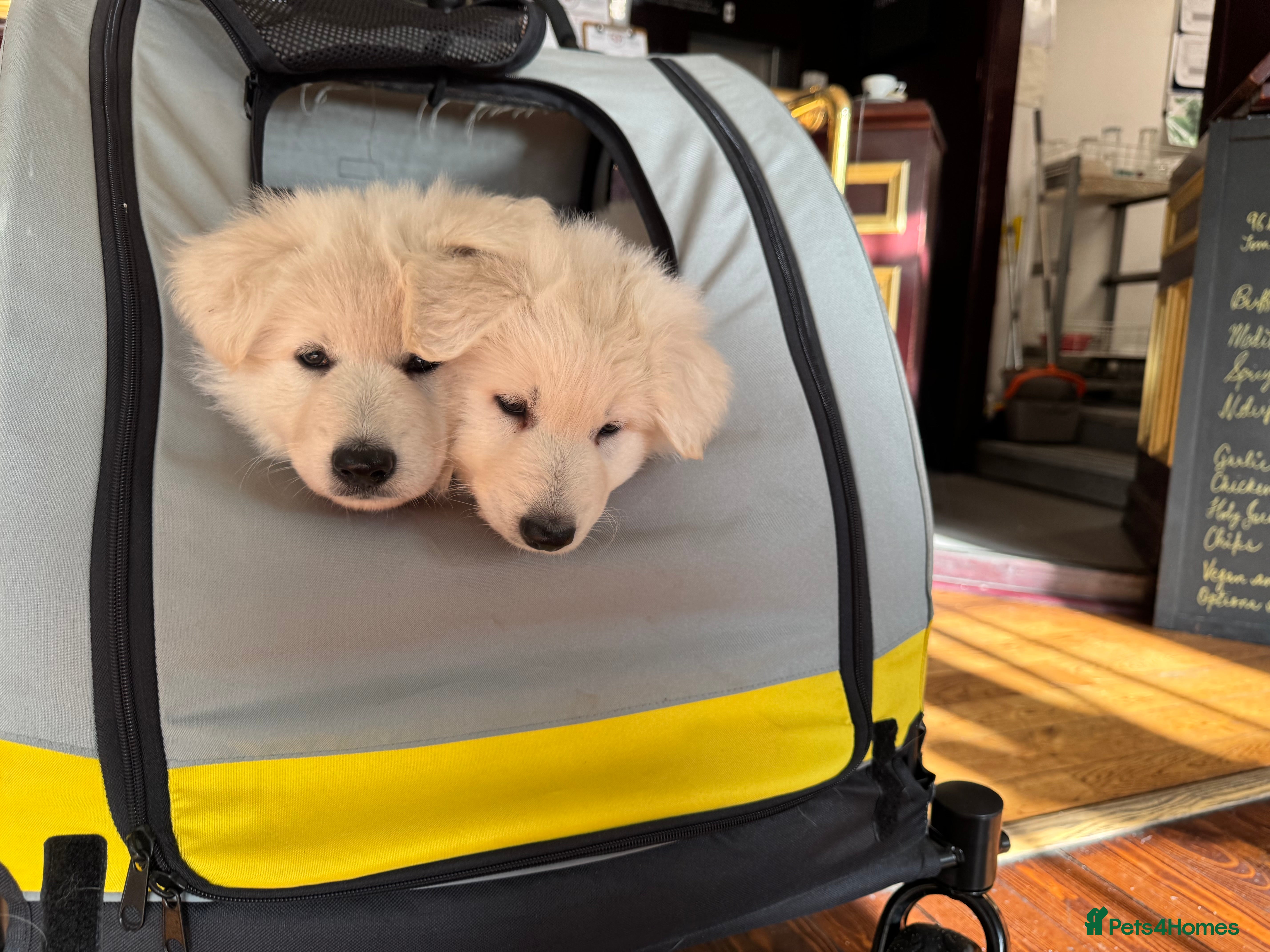 White Swiss Shepherd dogs Beautiful white Swiss shepherd  - Advert 3