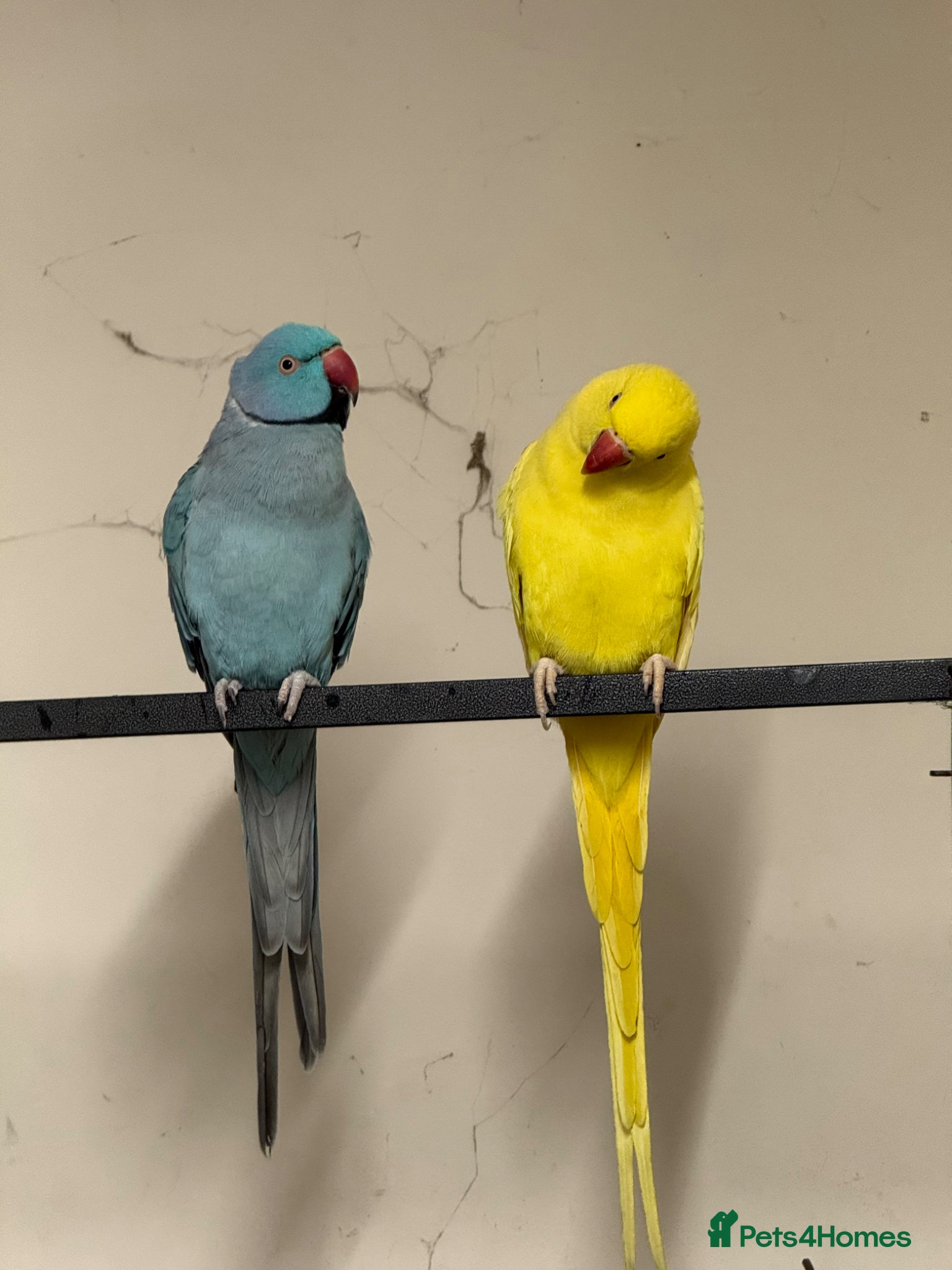 Ringnecks birds  for sale pair£400 No cage only birds for sale - Advert 18