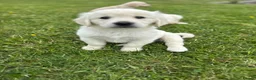 Goldador dogs for sale: GORGEOUS GOLDADOR’S - Advert 4