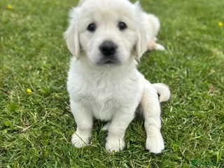 Goldador dogs for sale: GORGEOUS GOLDADOR’S - Advert 1